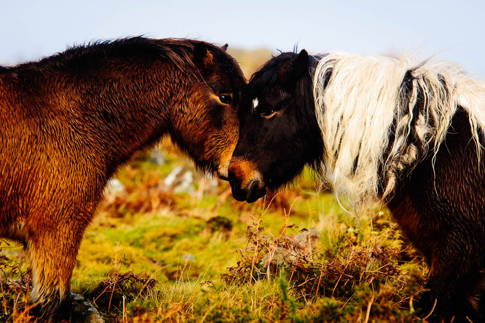 Dartmoor Pair