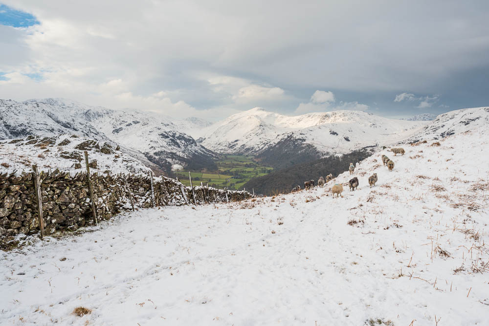 Sheep Above Borrowdale