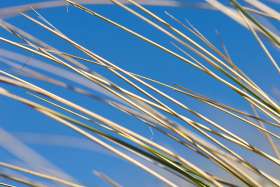 Marram Grass, Blue Sky