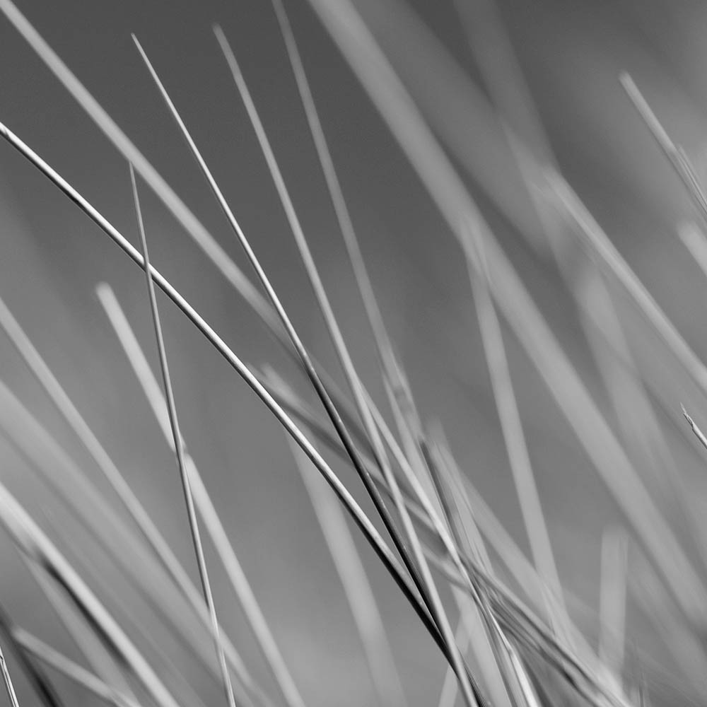 Marram Grass, Monotone