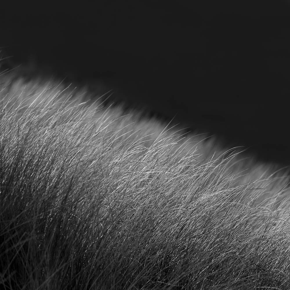 Marram Grass, Detail