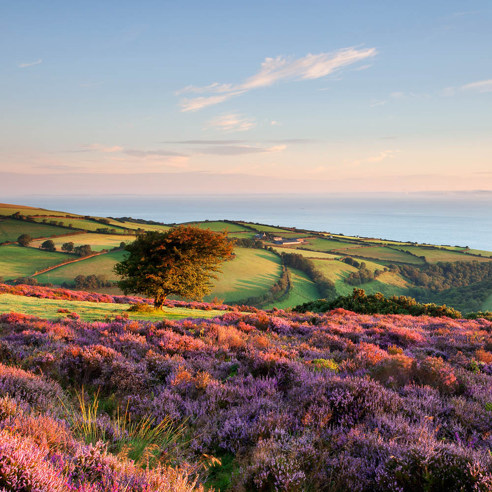 Sunrise on Porlock Hill