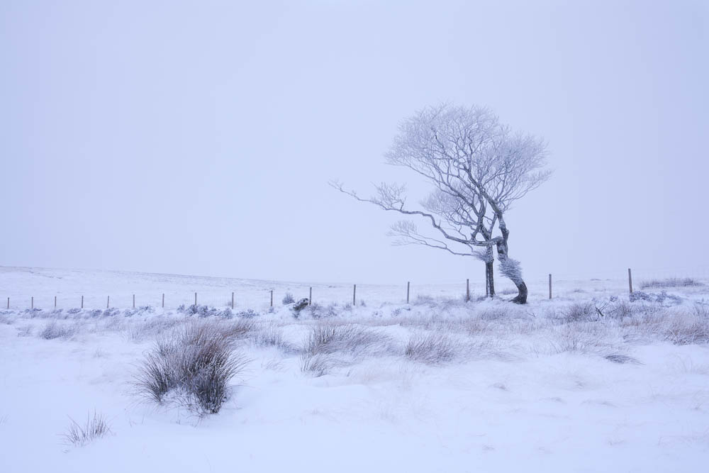 A Winter Dance II