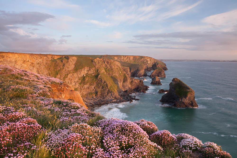 Thrift at Bedruthan