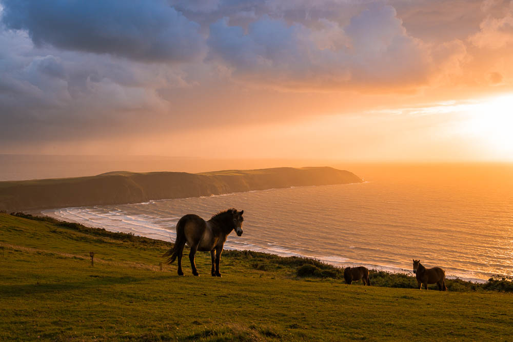 Exmoor Pony, Woolacombe Down