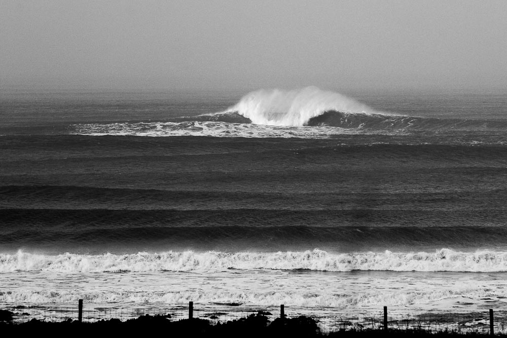 Oysters Winter Swell