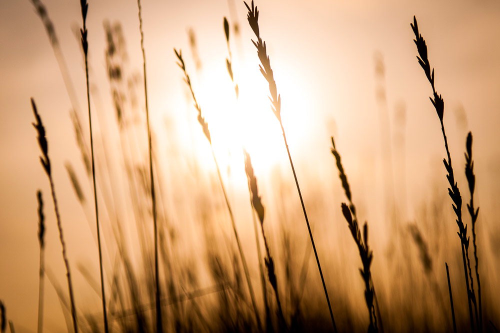 Sunset Grass