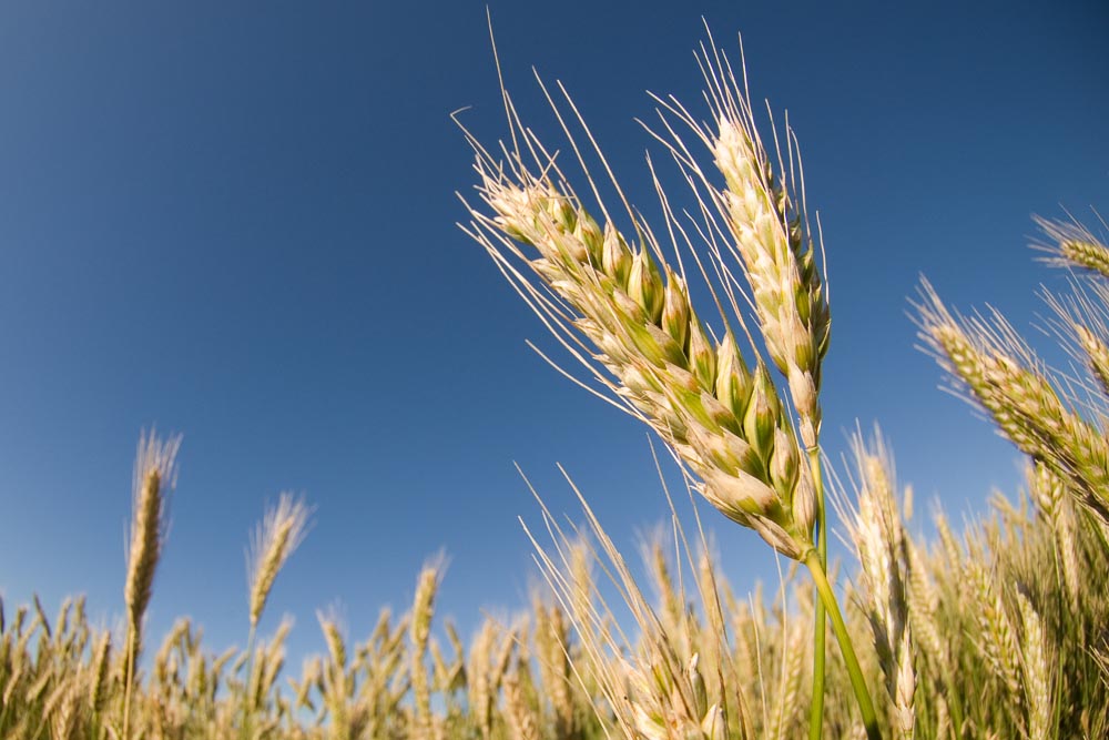 Harvest