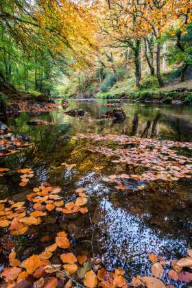 Autumn Colours, East Lyn River