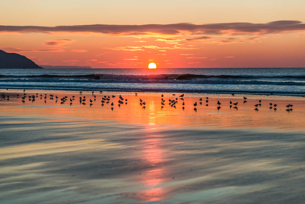 Gulls at Sunset