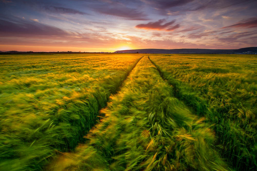 Great Field, Braunton