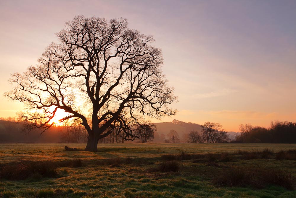 Old Oak Sunrise