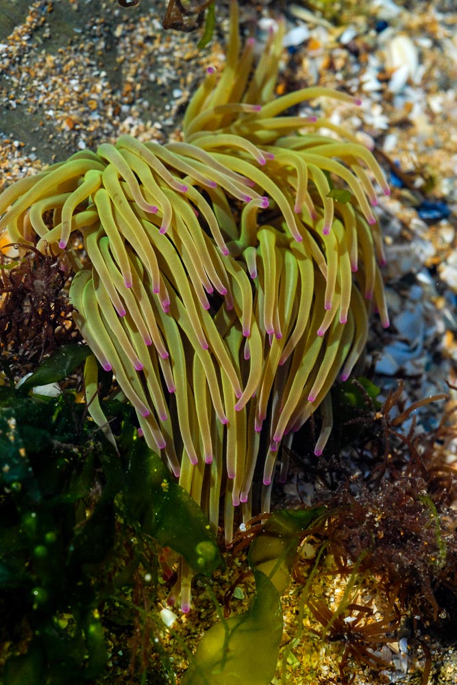 Devon Rock Pool Delight