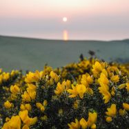 Gorse Sunset Potters Hill