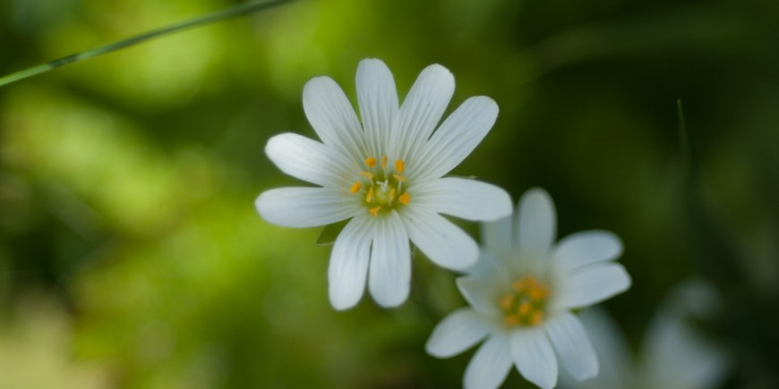 Fairy-flower