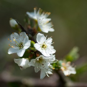 Hawthorn_blossom