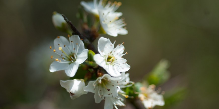 Hawthorn_blossom