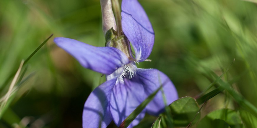 Violet-wild-flower