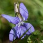 Violet-wild-flower