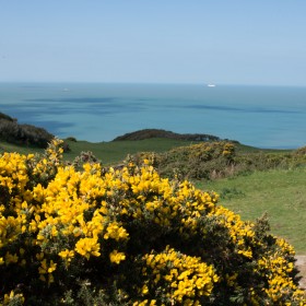 Gorse-from Black Cloud Hill overlooking Mortepoint