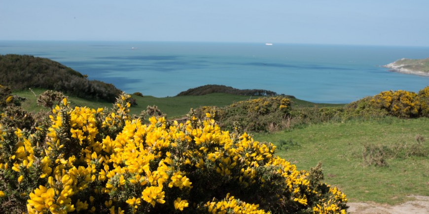 Gorse-from Black Cloud Hill overlooking Mortepoint