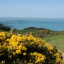 Gorse-from Black Cloud Hill overlooking Mortepoint